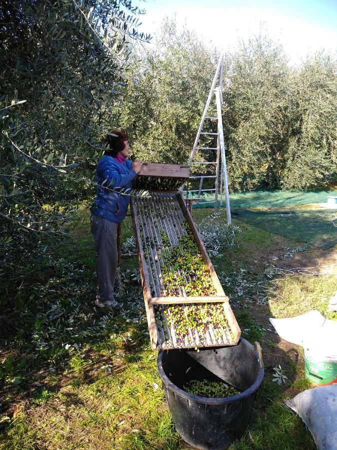 Appartamento Il Brolo
